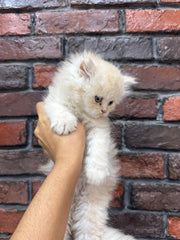 Persian Cat