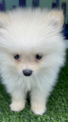 White/Cream Pomeranian Teacup Teddy
