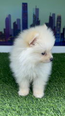 White/Cream Pomeranian Teacup Teddy