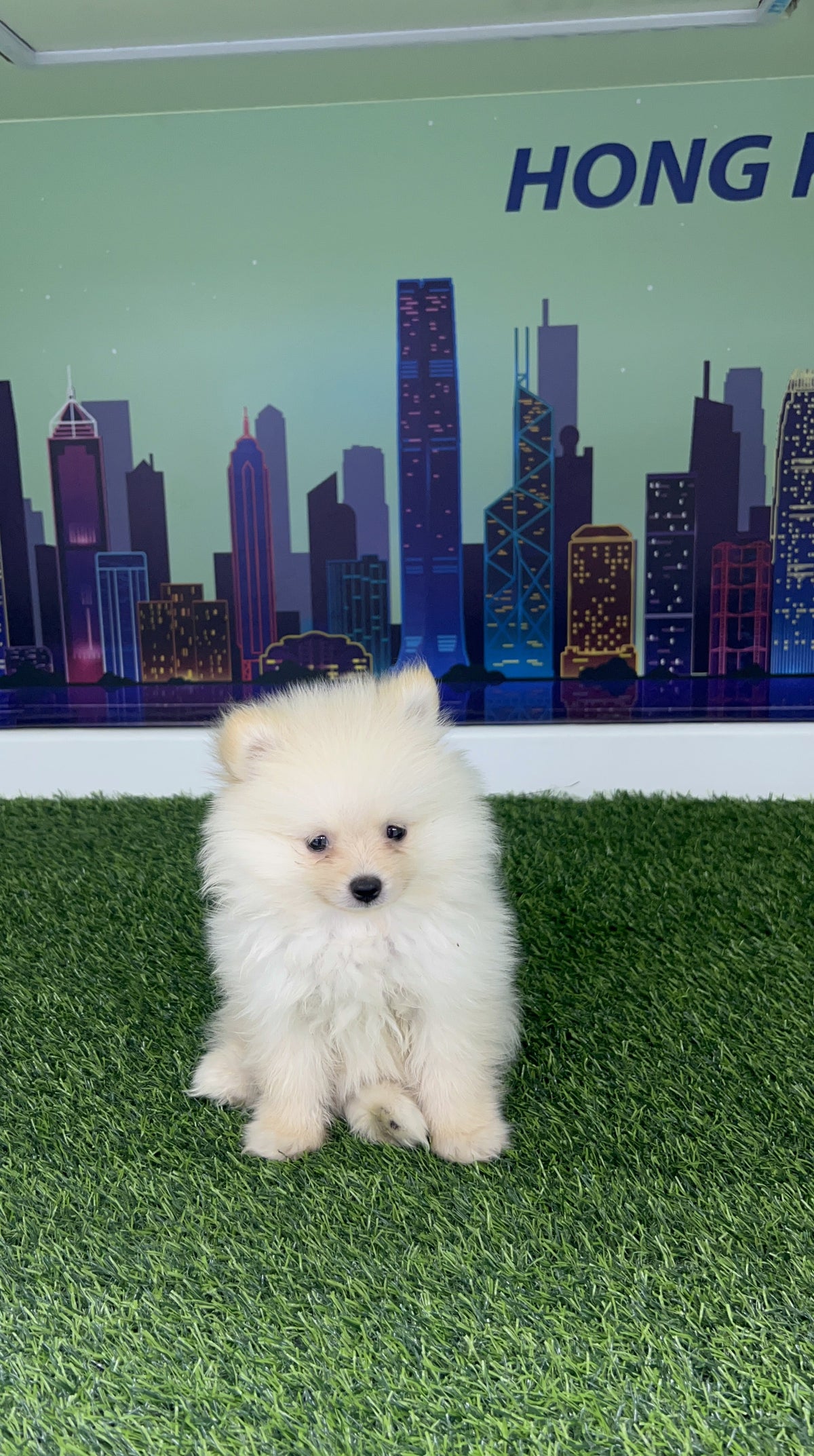 White/Cream Pomeranian Teacup Teddy