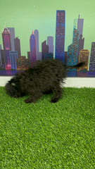 Black Mini Poodle For Sale In Dubai