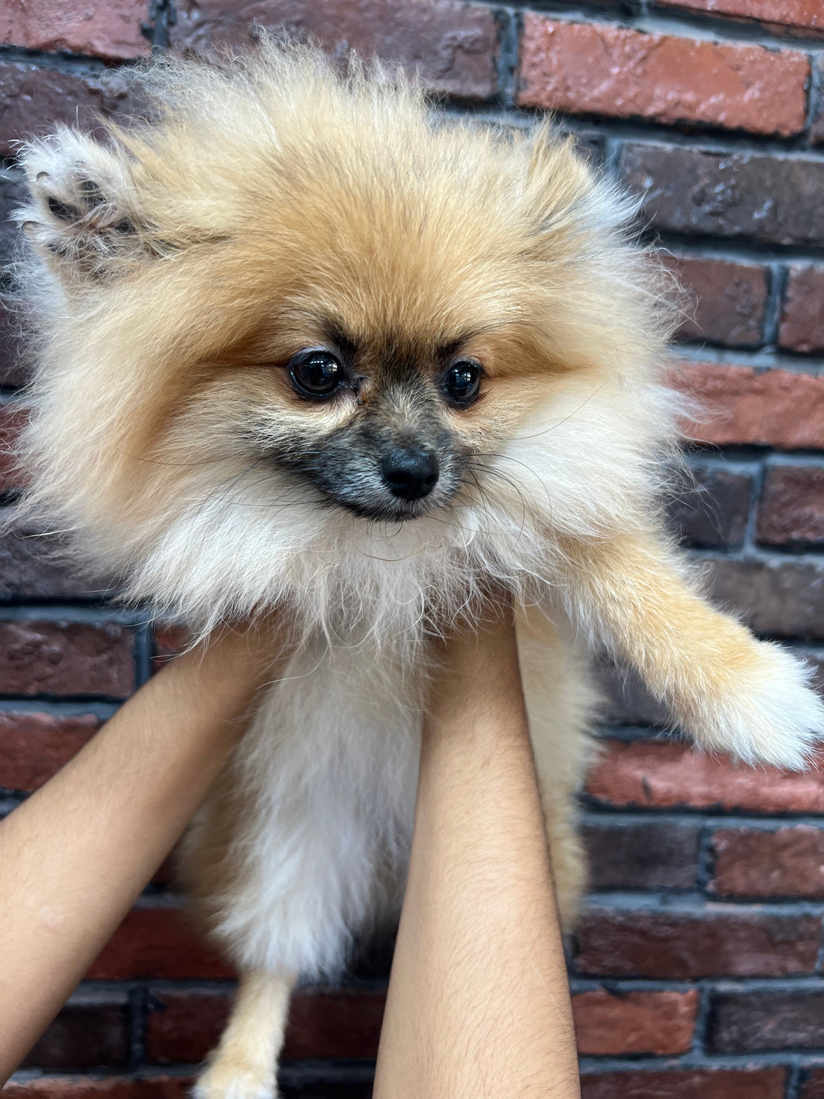Pomeranian