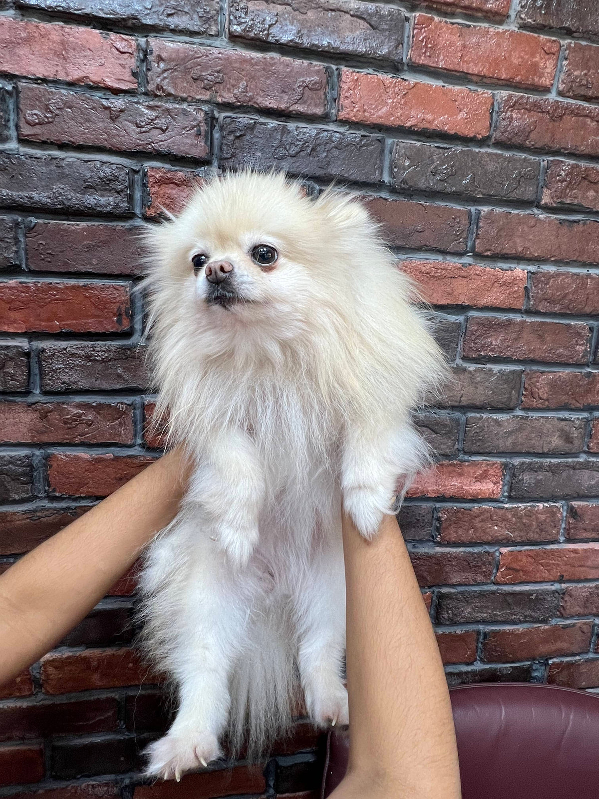 Pomeranian