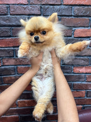 Pomeranian