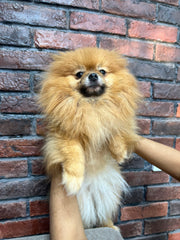 Pomeranian