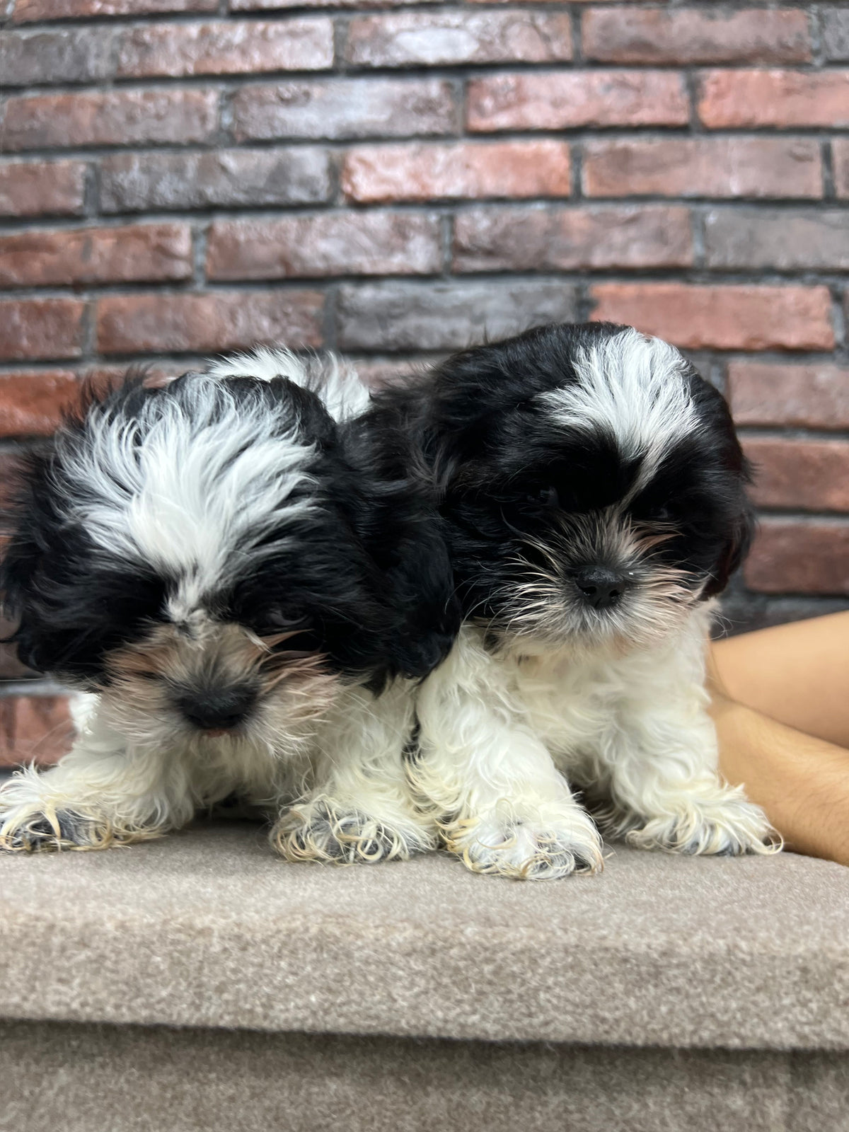 Shih Tzu