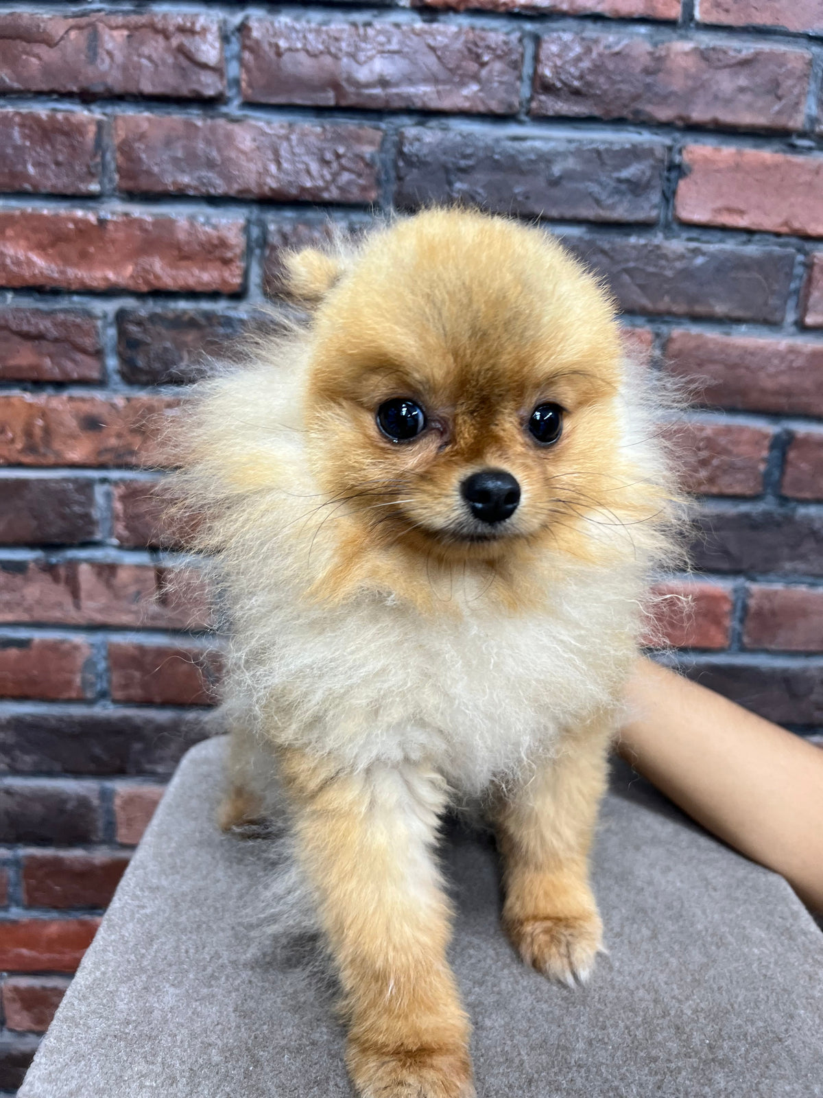 Pomeranian
