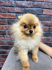 Pomeranian