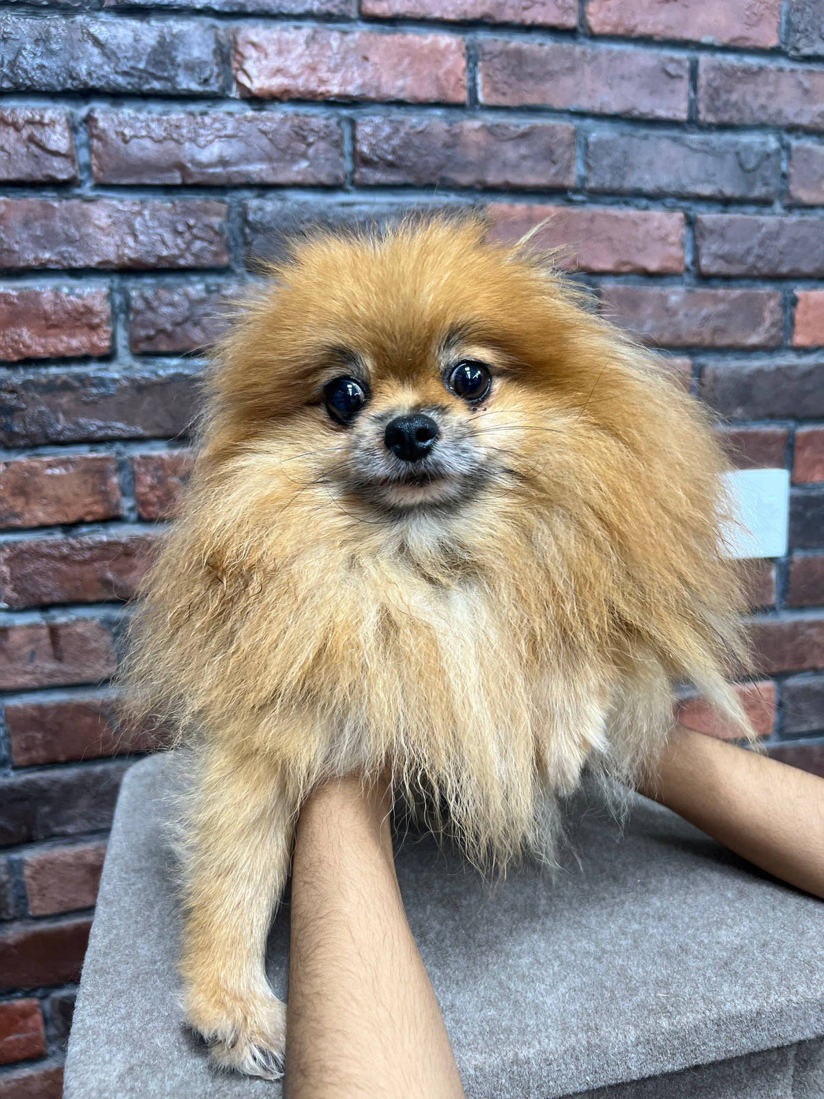 Pomeranian