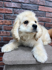 American Cocker Spaniel